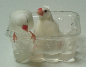 我が家の水浴びです。
