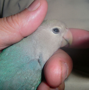 最近です。（６０ｇ）