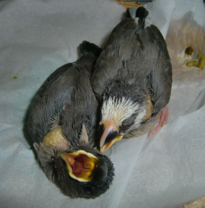 ２羽の文鳥です。