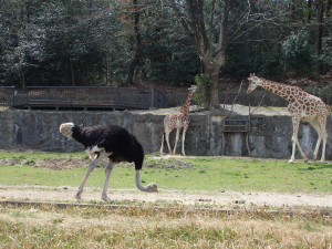 キリンさんとダチョウさん