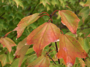 一応、紅葉？