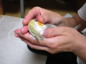 手で包まれて、数秒ならじっとしています