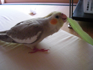 ひとり遊び中♪