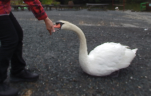 お外の水鳥たちも人懐っこかったです