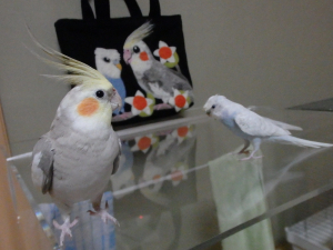 二羽とも、ちょっと照れてました&#9825;