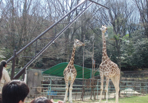 東山動物園のキリンさん