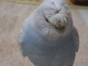 ドレッド・ヘア　てんちゃん