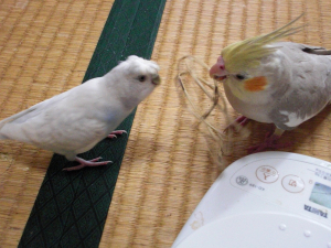 ちょっと、それ、私のなんだけど！
