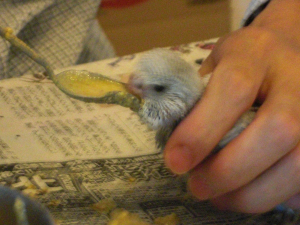 挿し餌中…ピンボケですみません