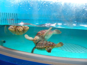 串本海中公園のウミガメの赤ちゃん