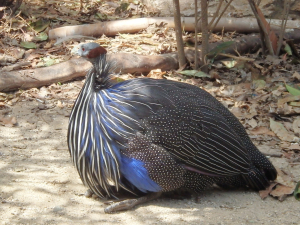 フサホロホロチョウ