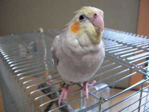 これは、まだ微笑みじゃないんだろうな…