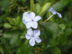 夏の花も残ってます…