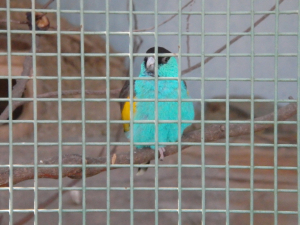 色も声もきれいだったヒスイインコ