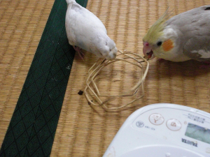 あれっ！？