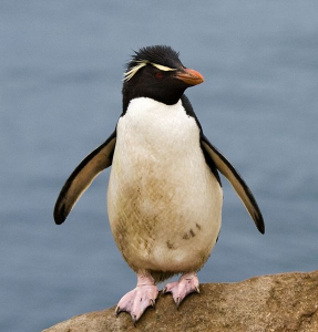 ペンギンは泳げるのに…