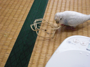 わーい、おもちゃだ〜♪