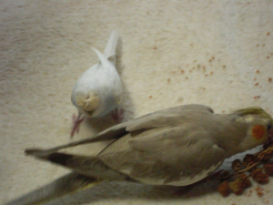 忍び寄る、てんちゃん…