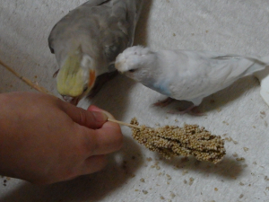 鳥友にいただいた稗穂に興味津々…