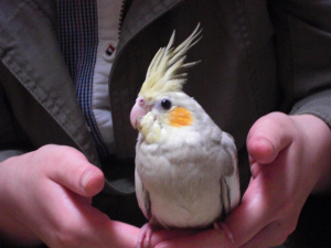 ニッキです♪　よろしくね