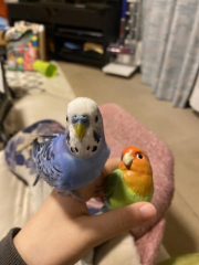 お気に入りのインコのおもちゃと一緒