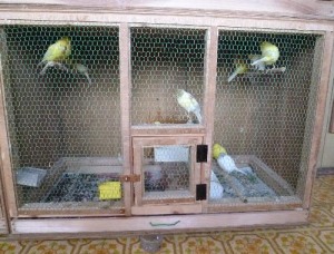 ヨークシャー、ノウィッチカナリヤ