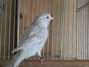 12年雄　オパール