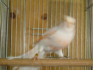 11年デモフィック