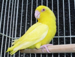 きょう我が家にやって来ました