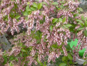 馬酔木の花