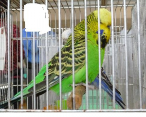 展示されたインコ