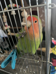 カゴの中に入れると勢いよく飛びついてきます。