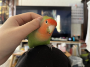 頭と頬の部分を撫でられるのが好きです。