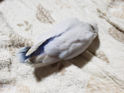 怪我をする前のかすみです☺️
