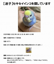 チラシ作成しました。