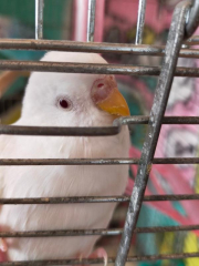 若い頃