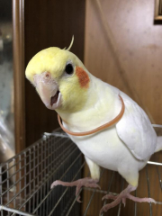 最新の画像です。輪ゴムは本人がつけました。すぐ外したので現在はついていません