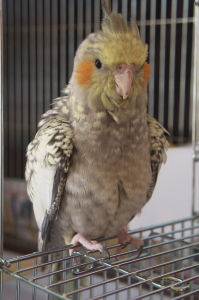 我が家のオカメインコ　　もこ　です。