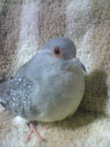 ちょこんと　おすまし　鳩ぽっぽ