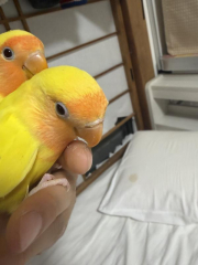 奥が兄弟鳥です。くちばしの違い分かりやすいです。