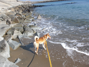 ザバーン・・あれ、愛犬自慢・・もとい