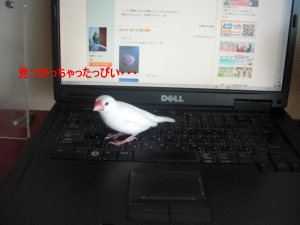 ピヨリにお便りだしたいっぴぃ・・