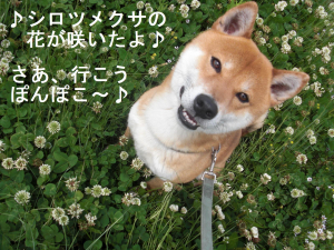 赤柴　犬コ　とっておきの一枚