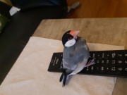 鼻の穴が塞がれています。