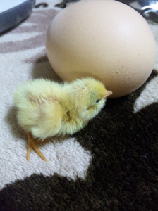 鶏の卵と比較