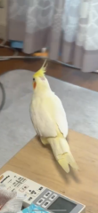 虫取りに着いちゃってやむ無し病院で先っぽの羽を切りました。