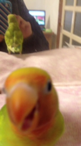 ぴゃーっ