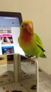 ぴよっ