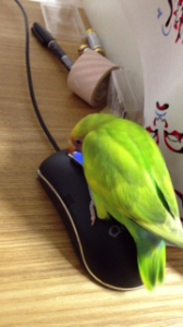 このっこのっ