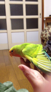 のび〜